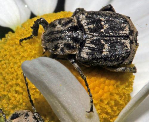 Réf. 322 637 : Valgus hemipterus